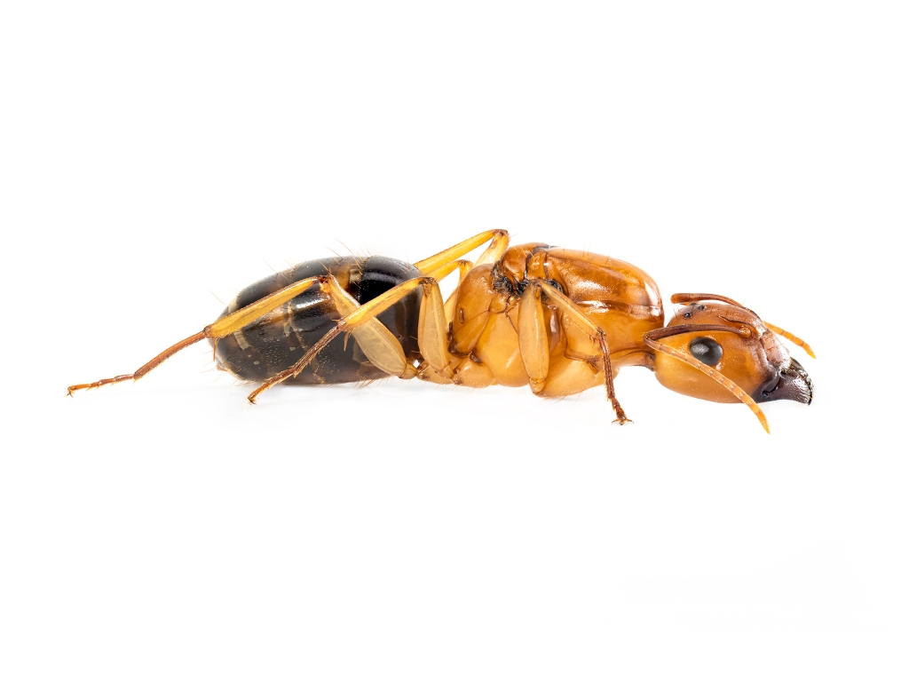 Camponotus maculatus subnudus